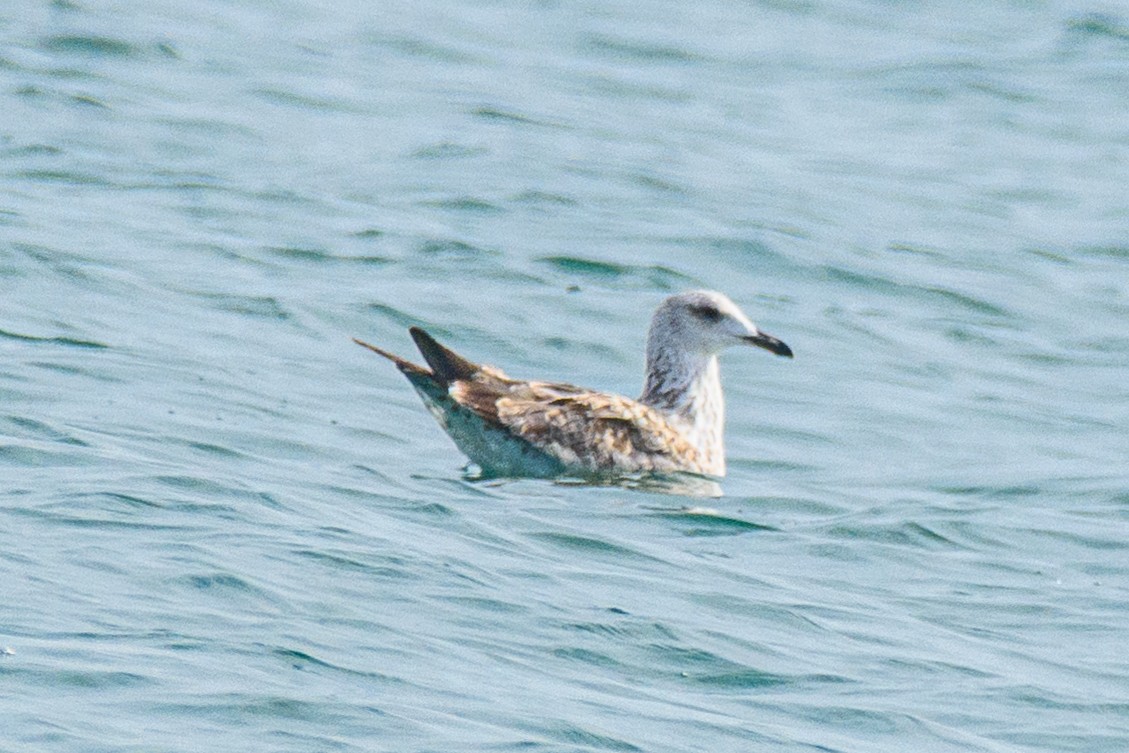 Lesser Black-backed Gull - ML646517122