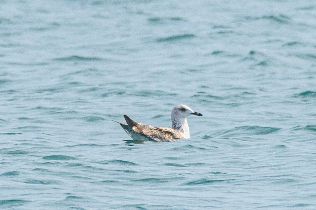 Lesser Black-backed Gull - ML646517124