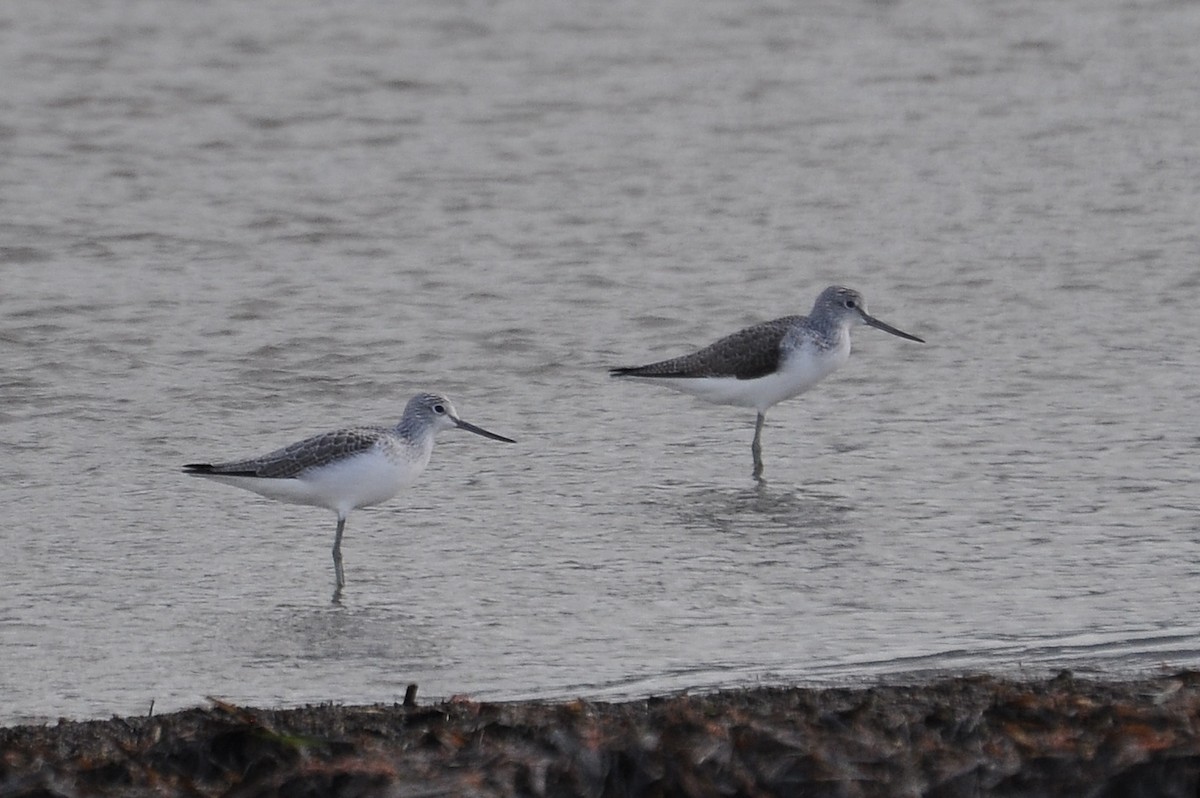Common Greenshank - ML646517125