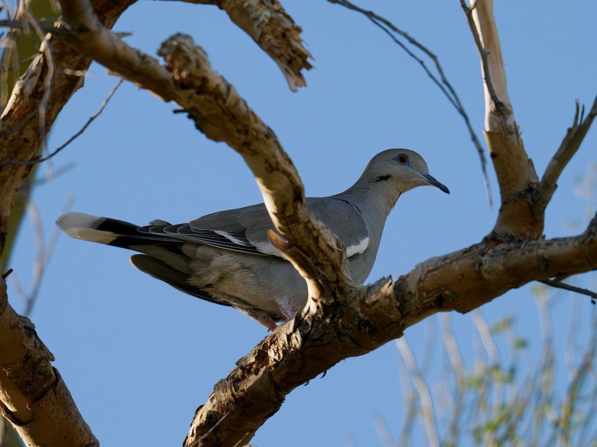 White-winged Dove - ML646517131
