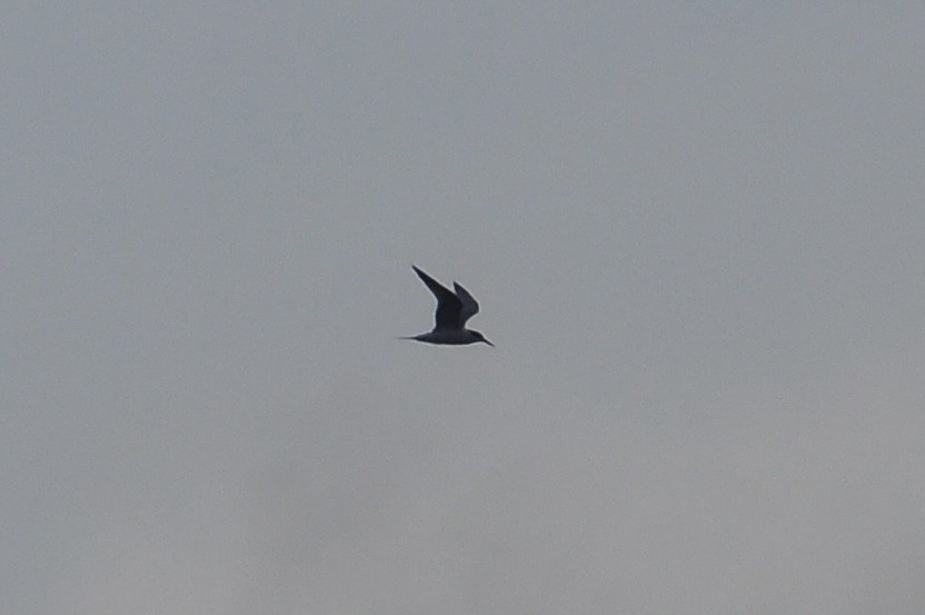 Sandwich Tern - ML646517133