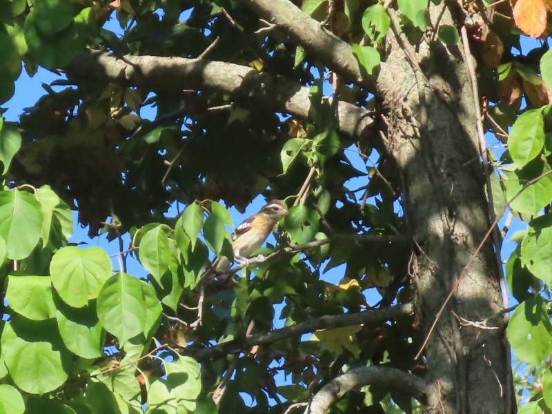 Rose-breasted Grosbeak - ML646517137