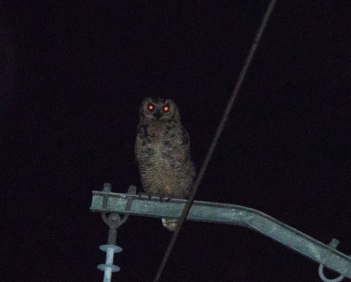 Great Horned Owl - ML646517138