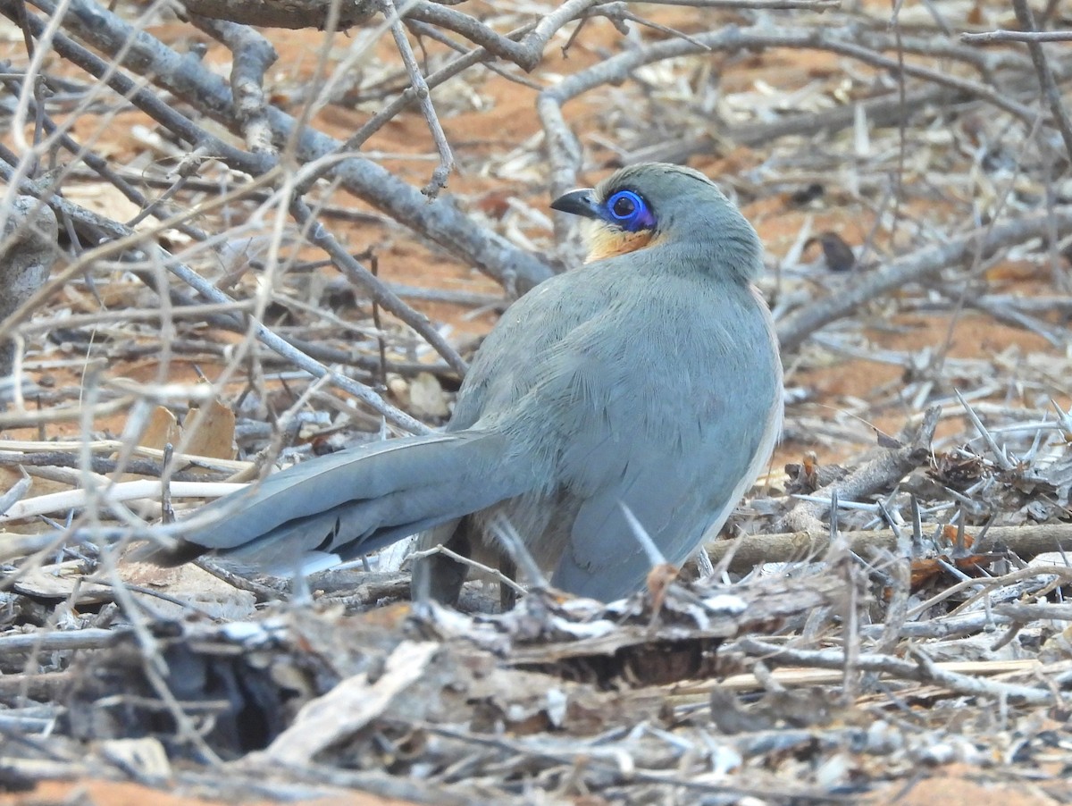 Running Coua - ML646517141