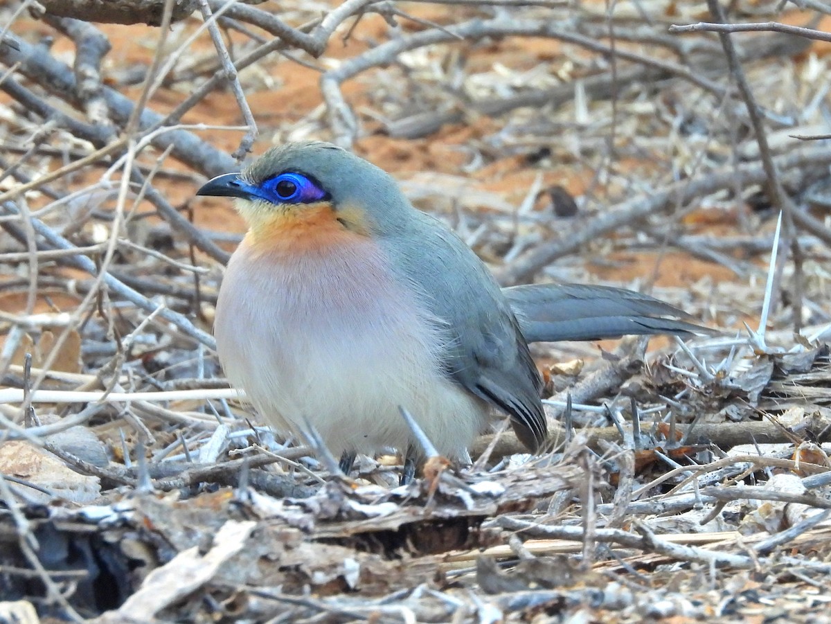 Running Coua - ML646517142