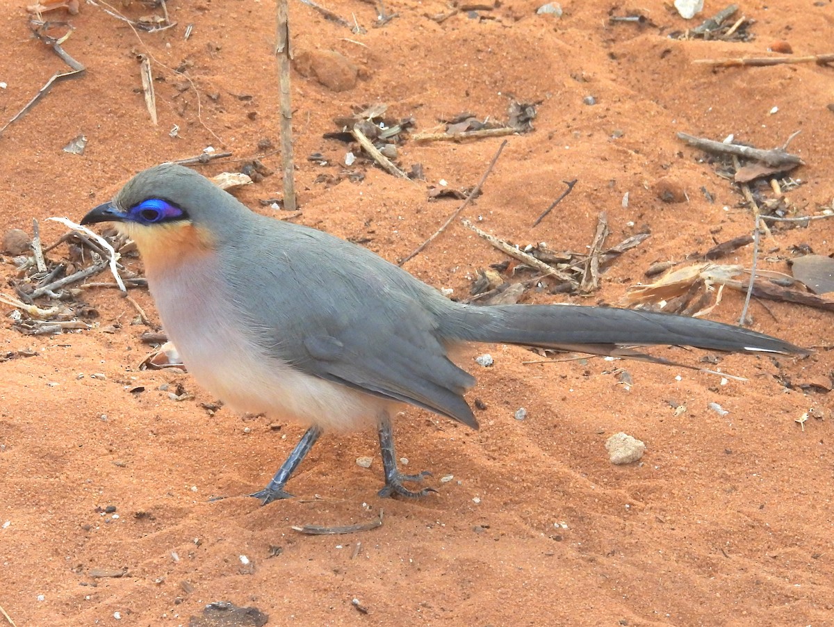 Running Coua - ML646517143