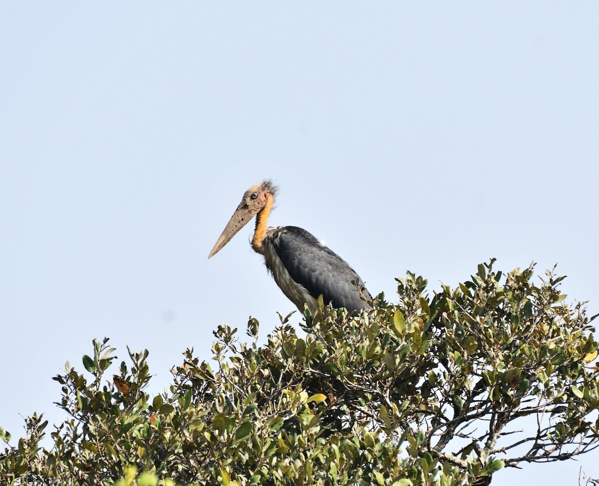 Lesser Adjutant - ML646517144