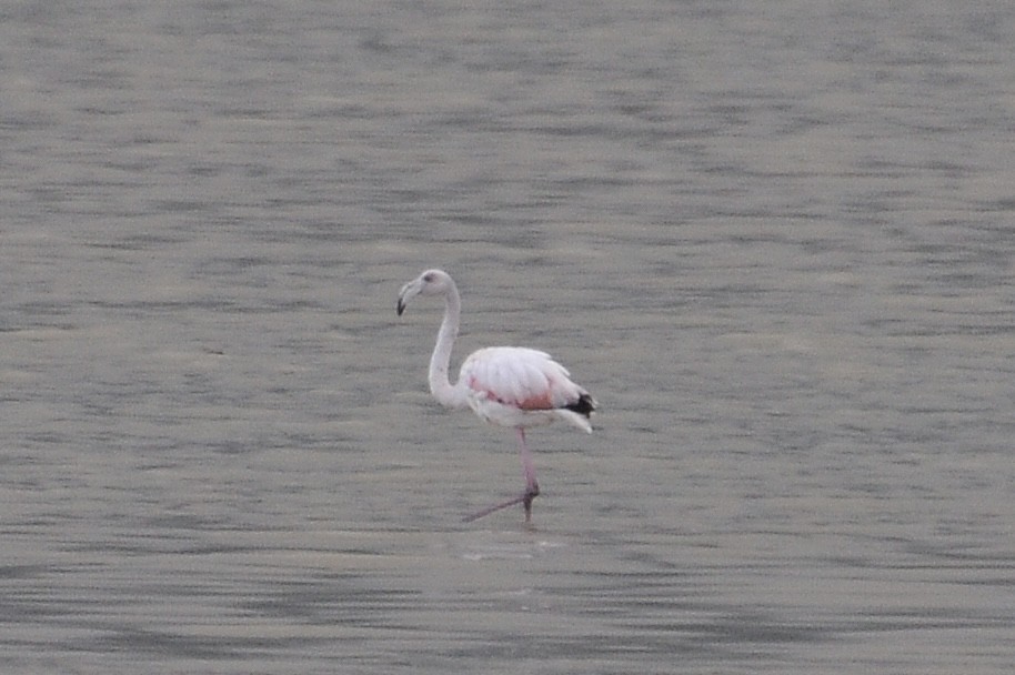 Greater Flamingo - ML646517145
