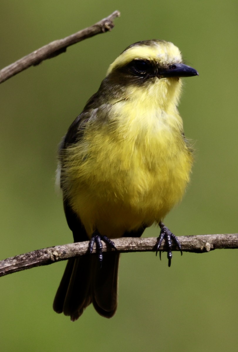 Lemon-browed Flycatcher - ML646517146