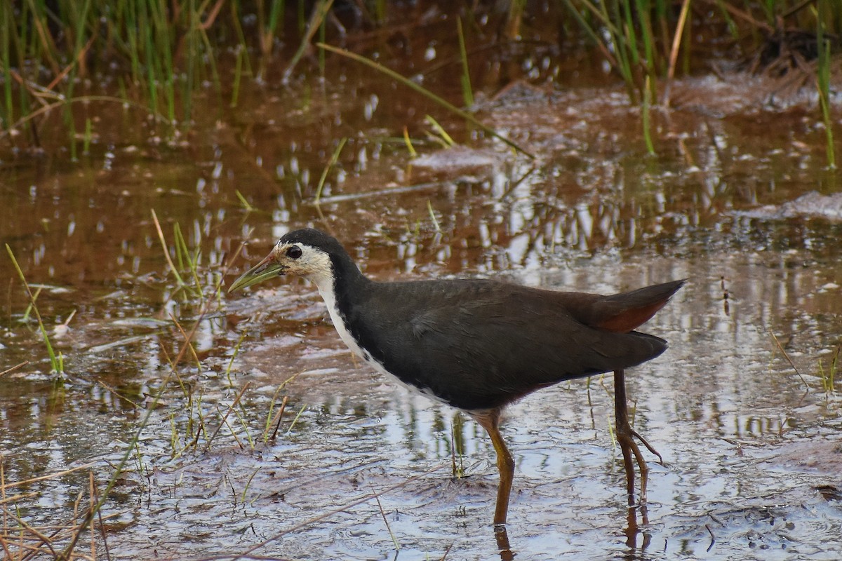White-breasted Waterhen - ML646517149