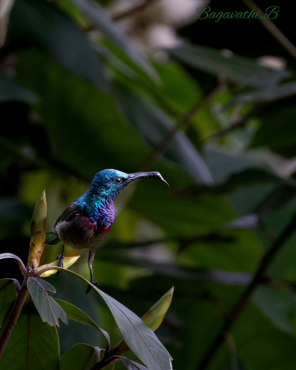 Loten's Sunbird - ML646517151