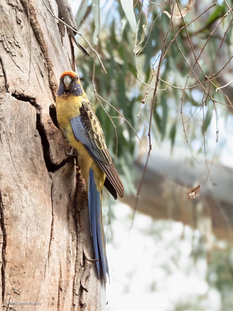 Crimson Rosella (Yellow) - ML646517152