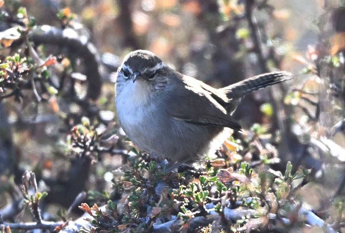 Bewick's Wren - ML646517153