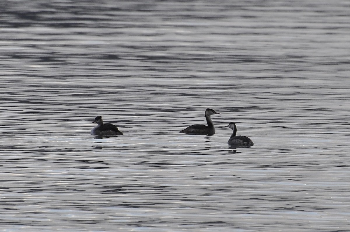 Great Crested Grebe - ML646517154