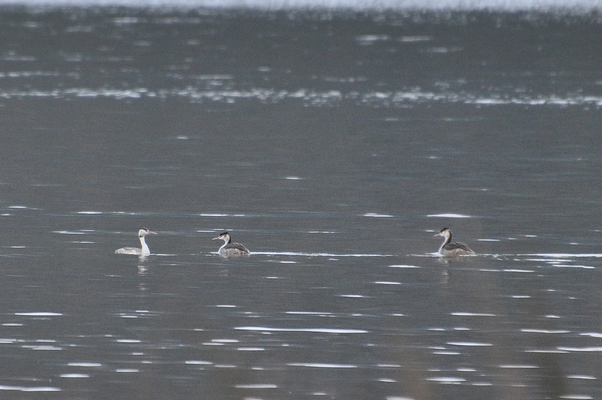 Great Crested Grebe - ML646517155