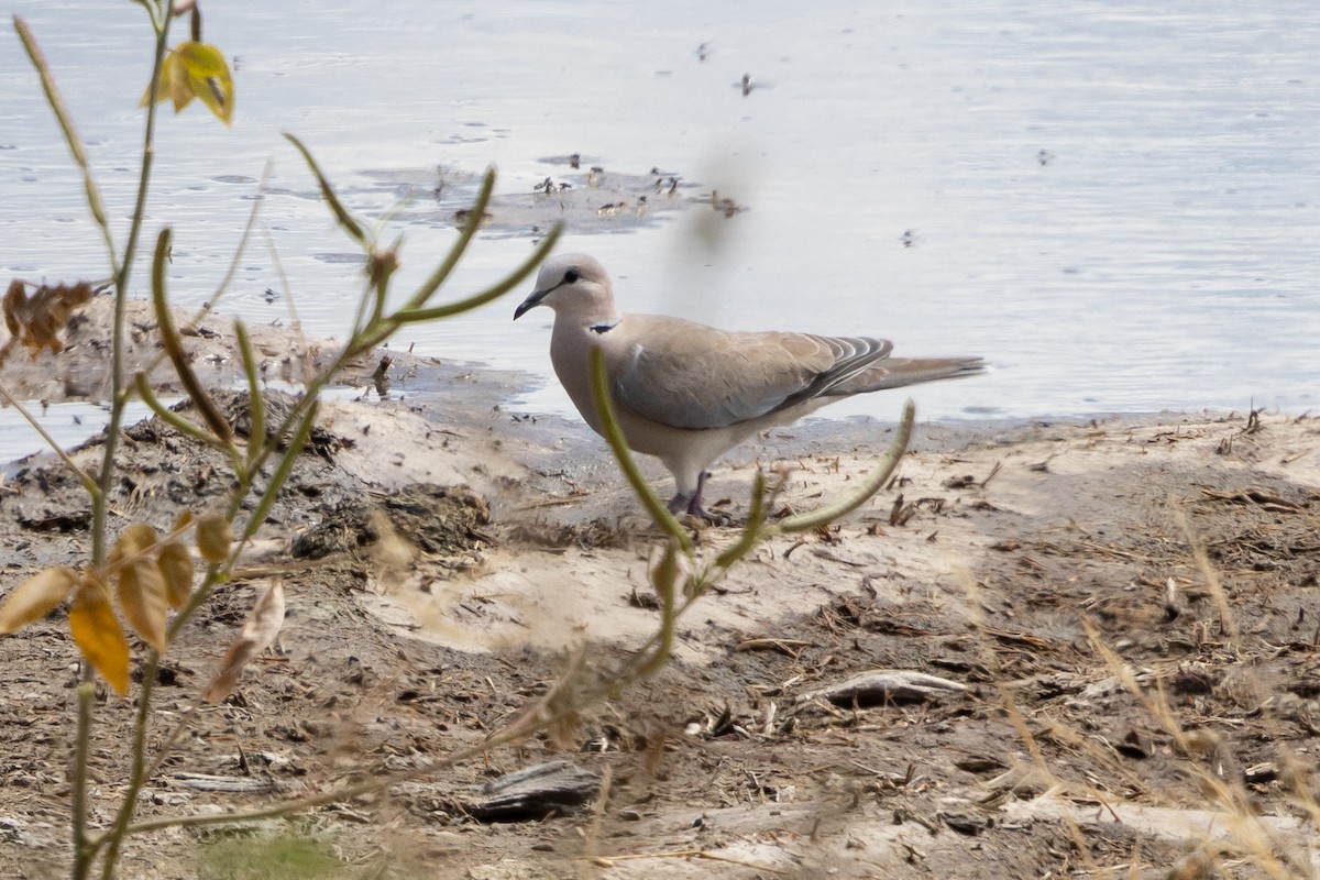 Tórtola de El Cabo - ML646517156