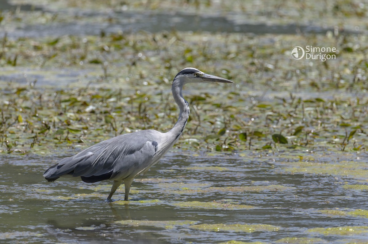 Gray Heron - ML646517162