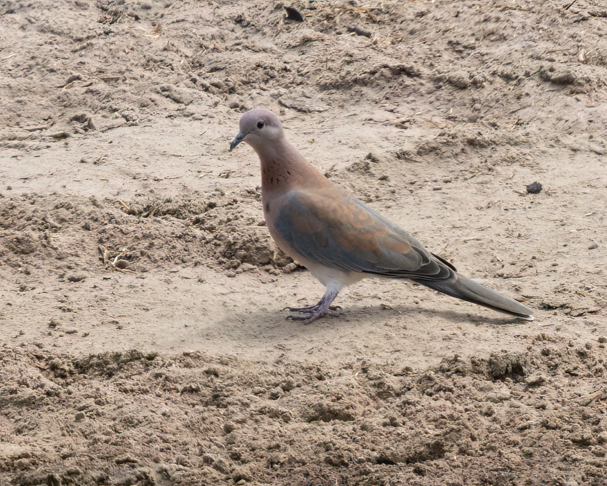 Tórtola Senegalesa - ML646517163