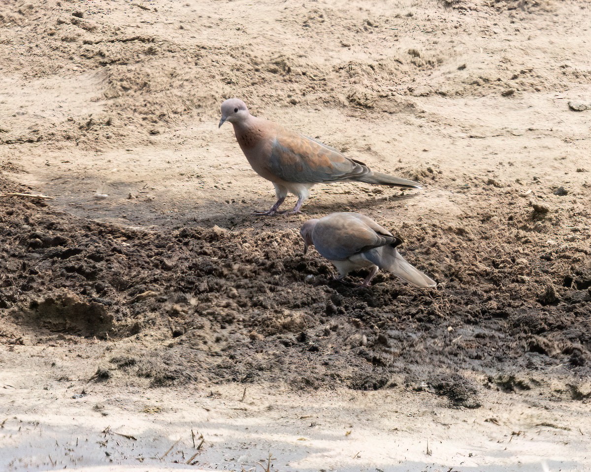 Tórtola Senegalesa - ML646517164