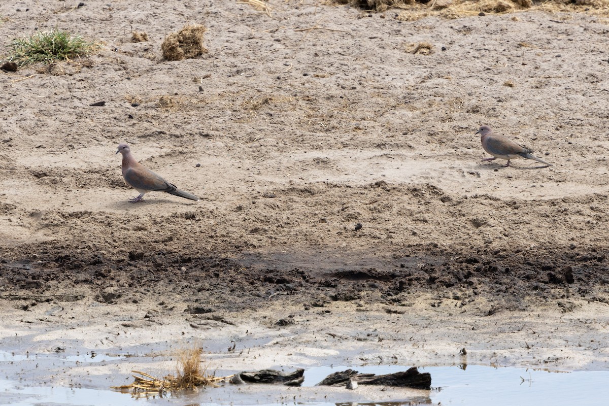 Tórtola Senegalesa - ML646517165