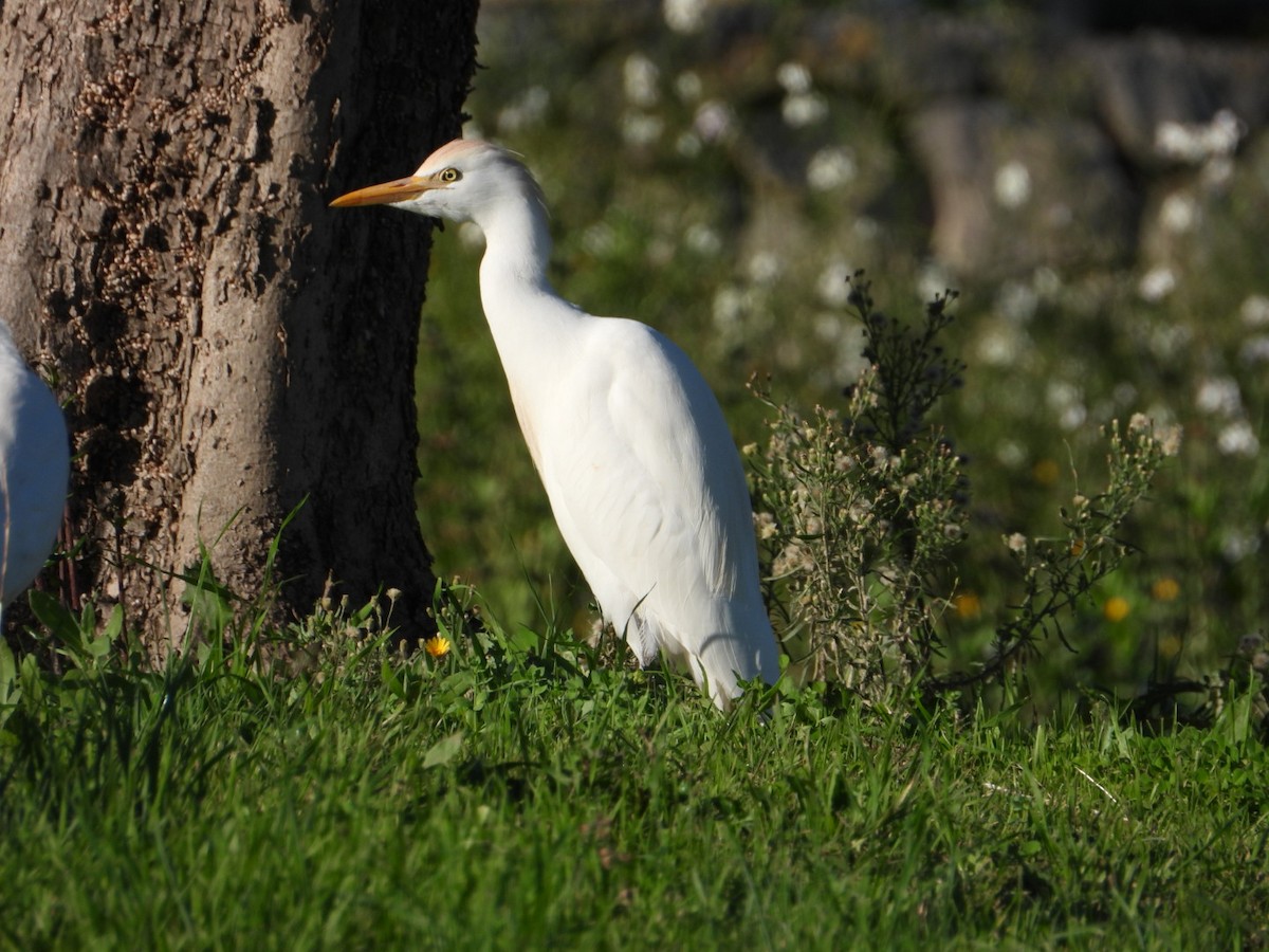 Western Cattle-Egret - ML646517166