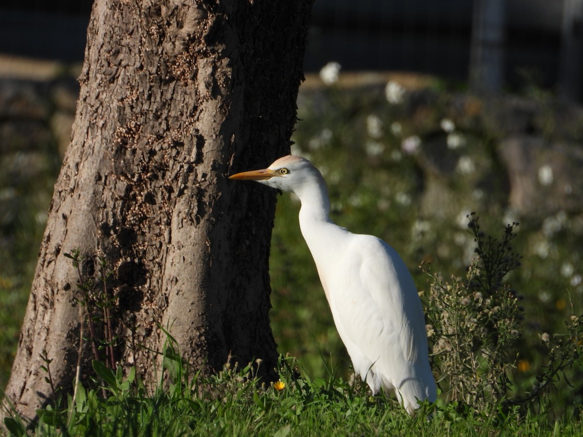Western Cattle-Egret - ML646517167