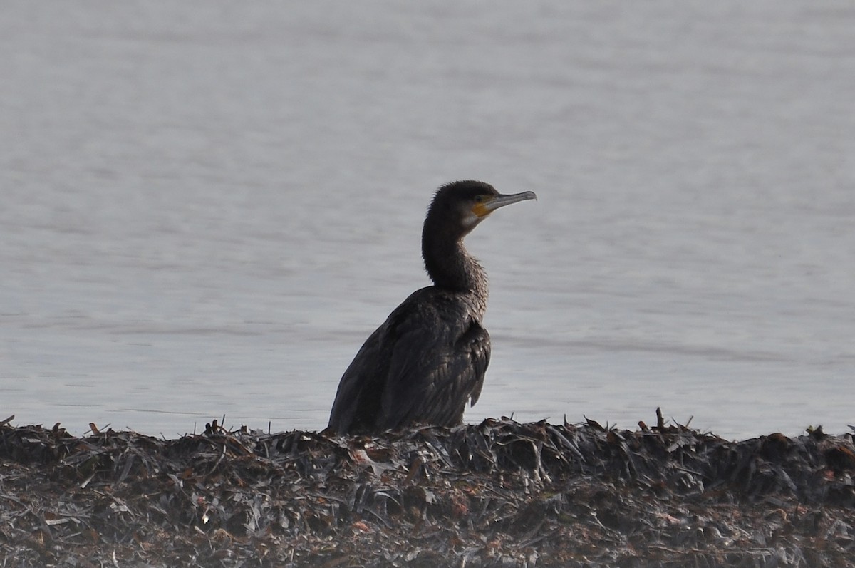 Great Cormorant - ML646517168