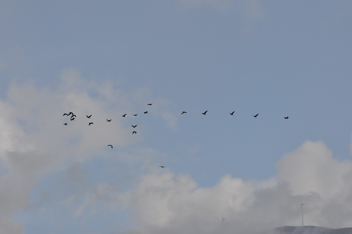 Great Cormorant - ML646517169