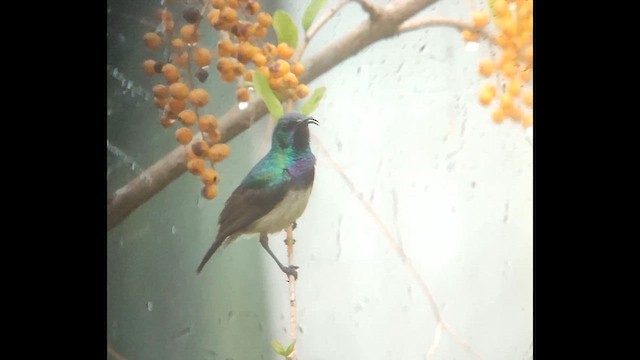 Variable Sunbird - ML646517170