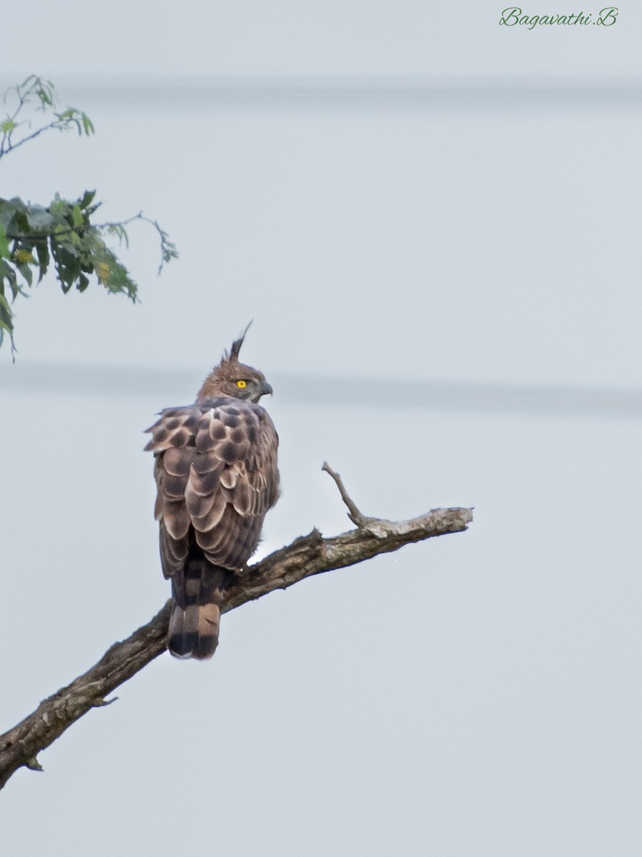 Changeable Hawk-Eagle - ML646517171
