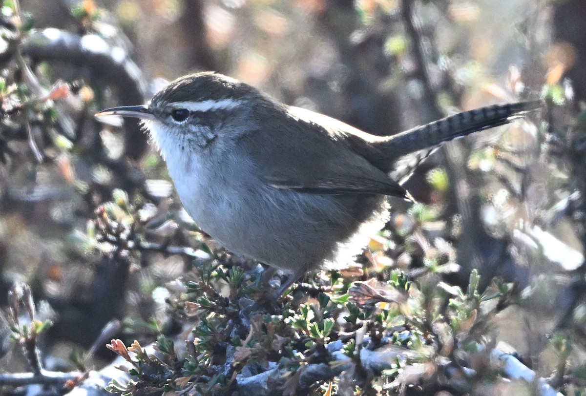 Bewick's Wren - ML646517172