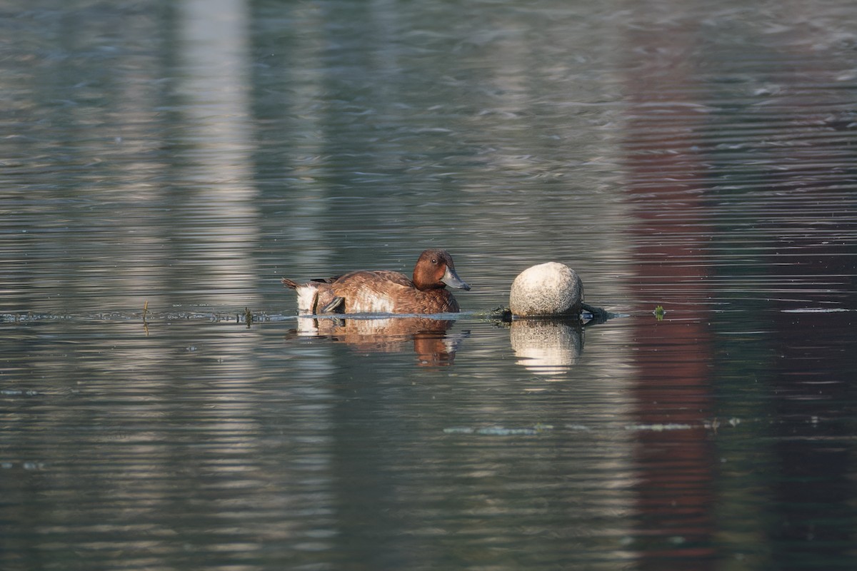 Pasbaş Patka - ML646517173