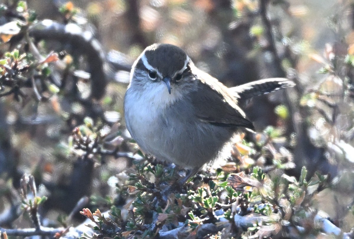 Bewick's Wren - ML646517174