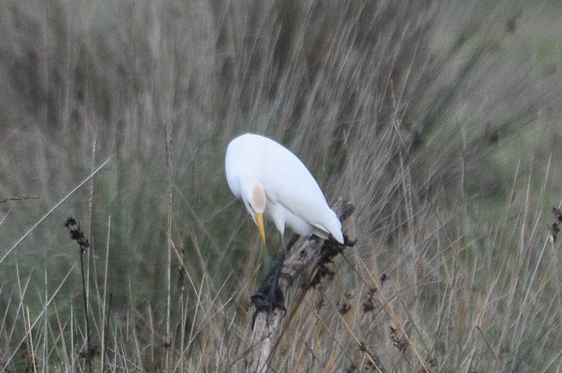 Western Cattle-Egret - ML646517175