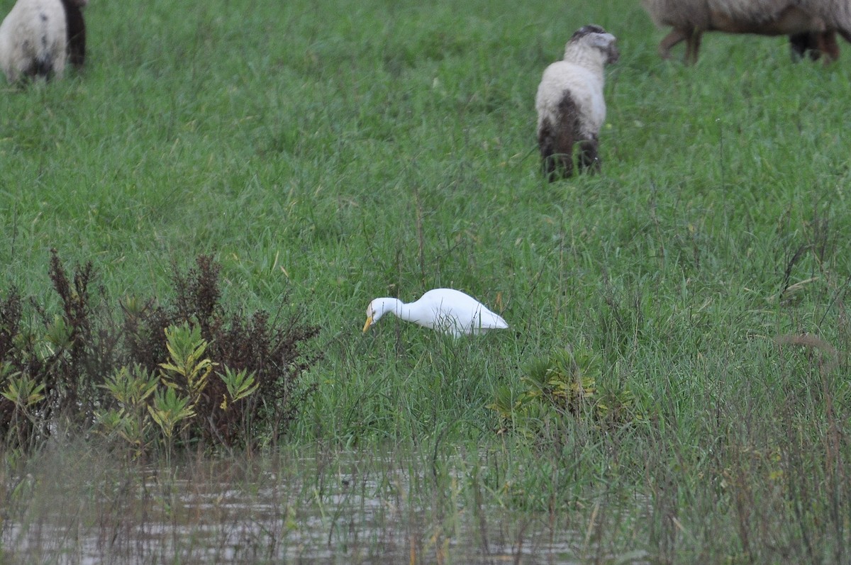 Western Cattle-Egret - ML646517176