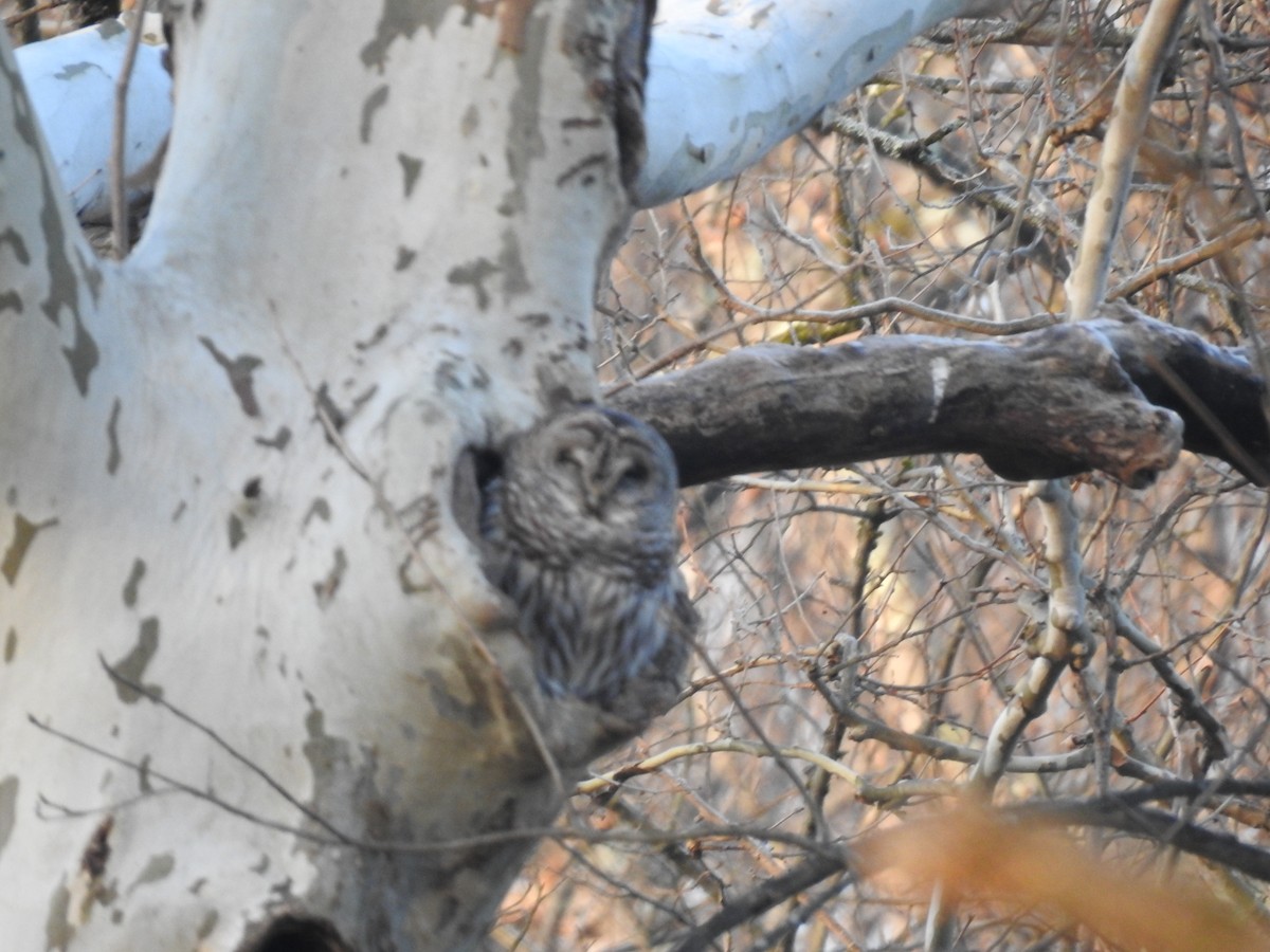 Barred Owl - ML646517177