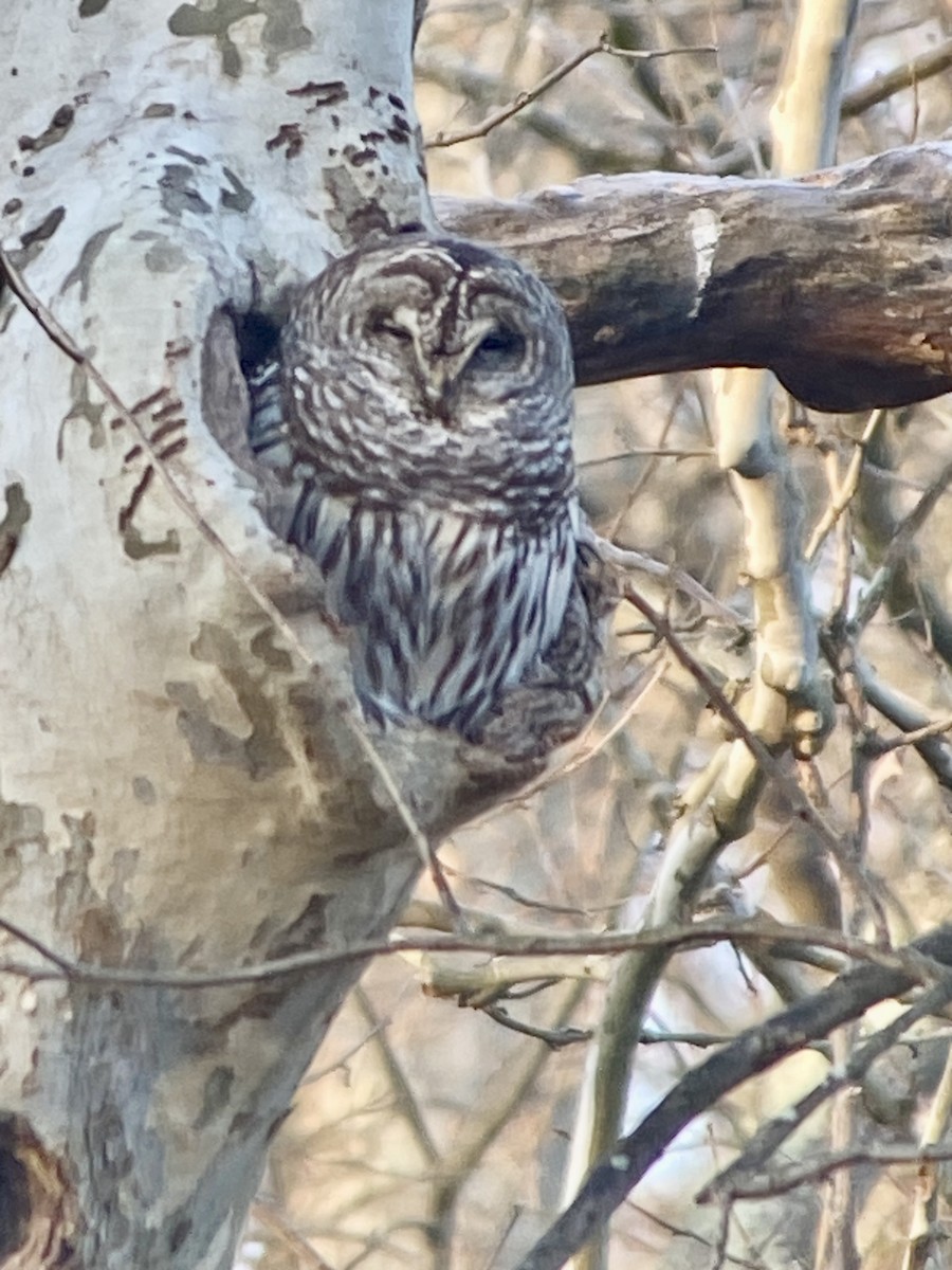 Barred Owl - ML646517179