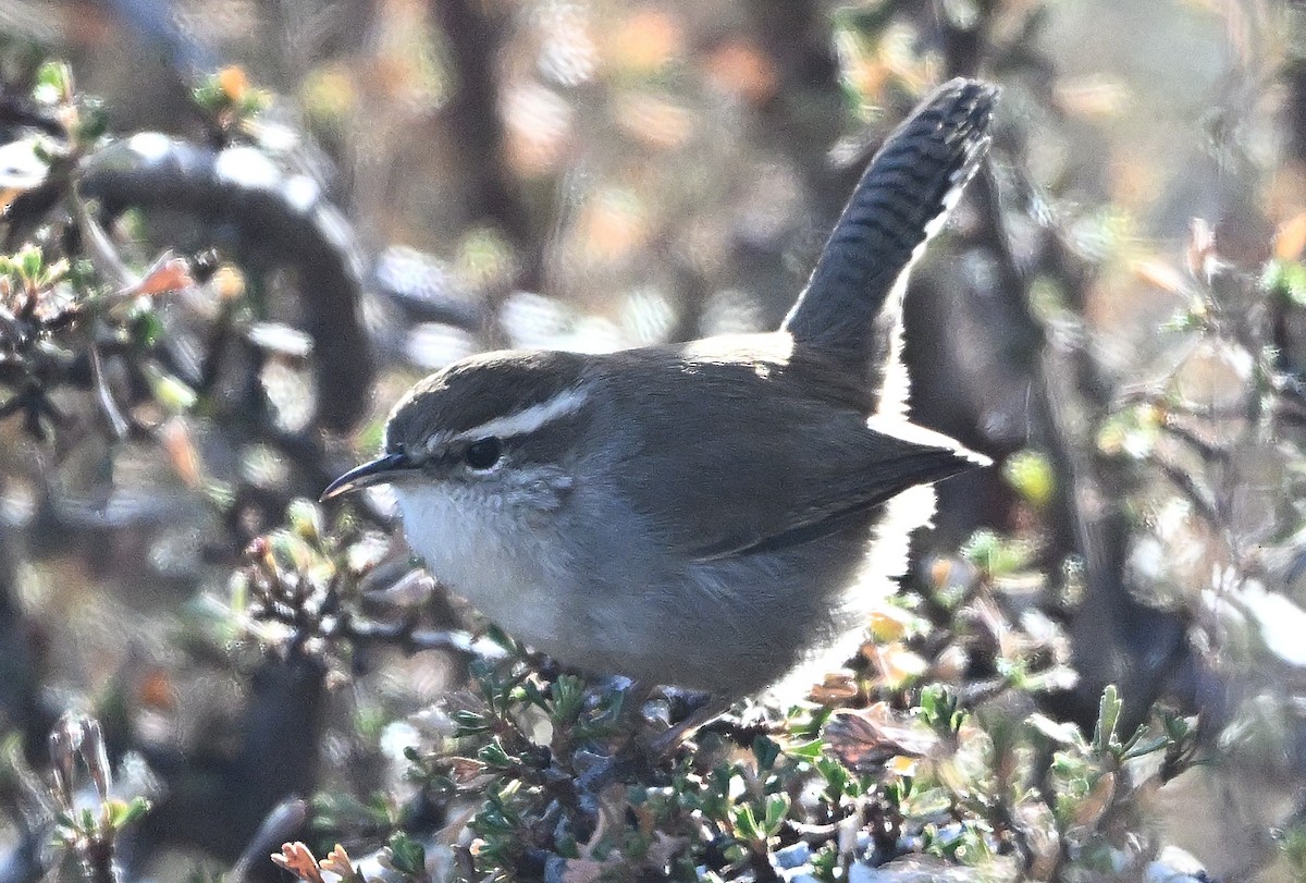 Bewick's Wren - ML646517180