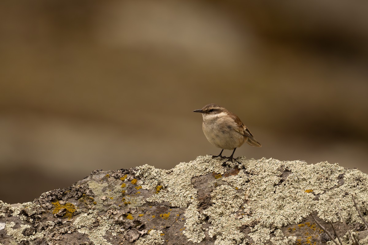 Schwarzschwanz-Uferwipper - ML646517181