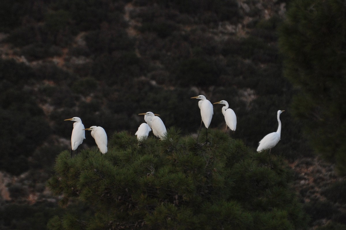 Great Egret - ML646517183