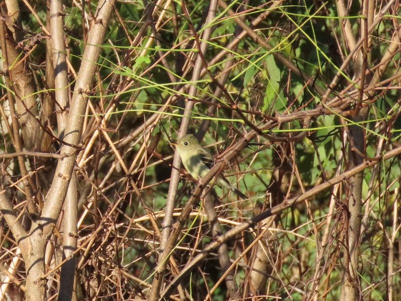 Empidonax sp. - ML646517185