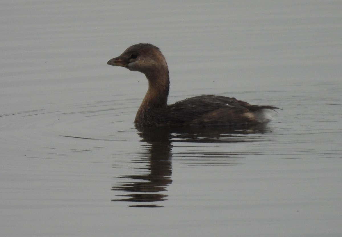 Pied-billed Grebe - ML646517187