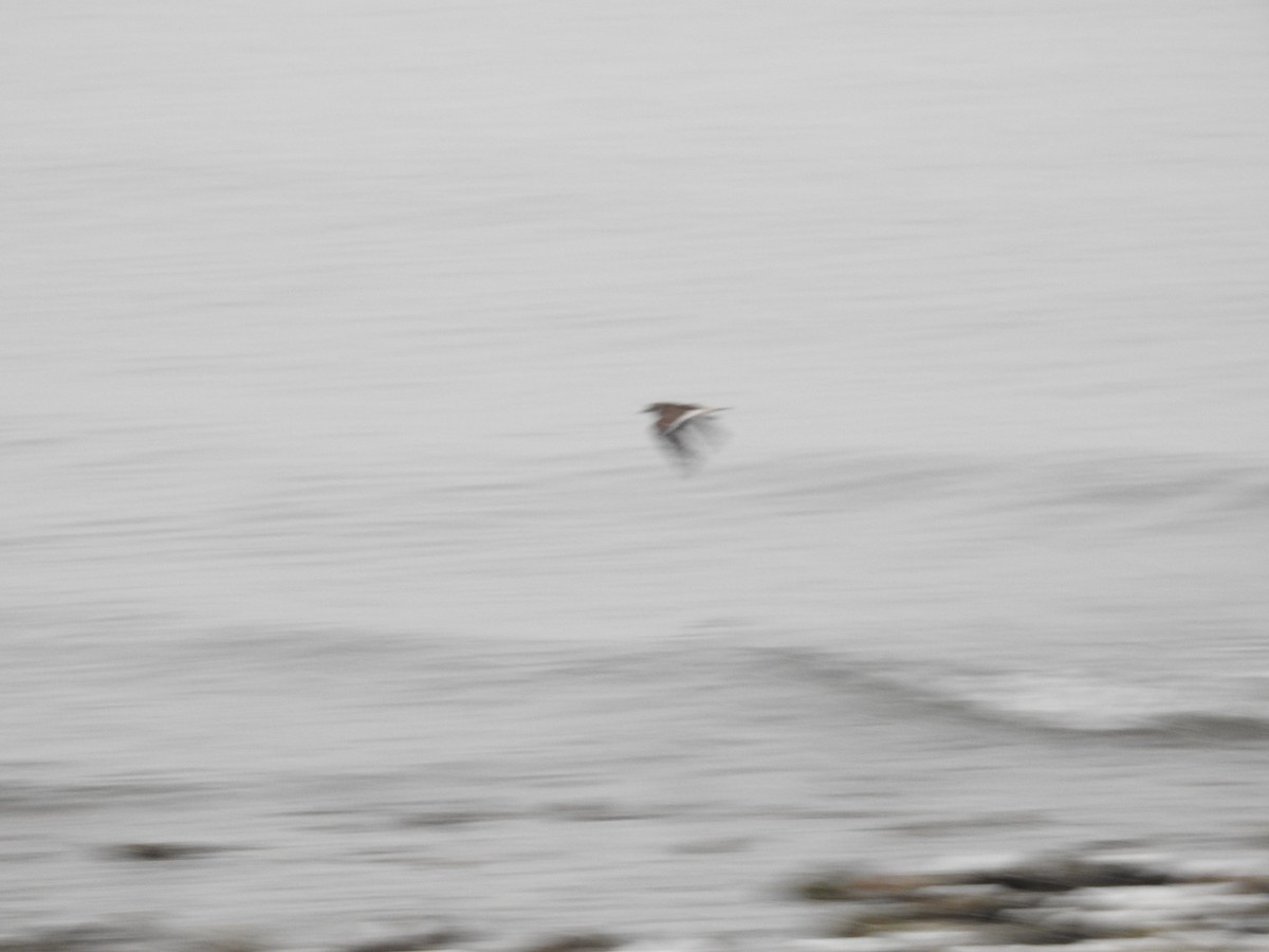 Killdeer - ML646517190