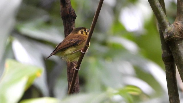White-throated Spadebill - ML646517192