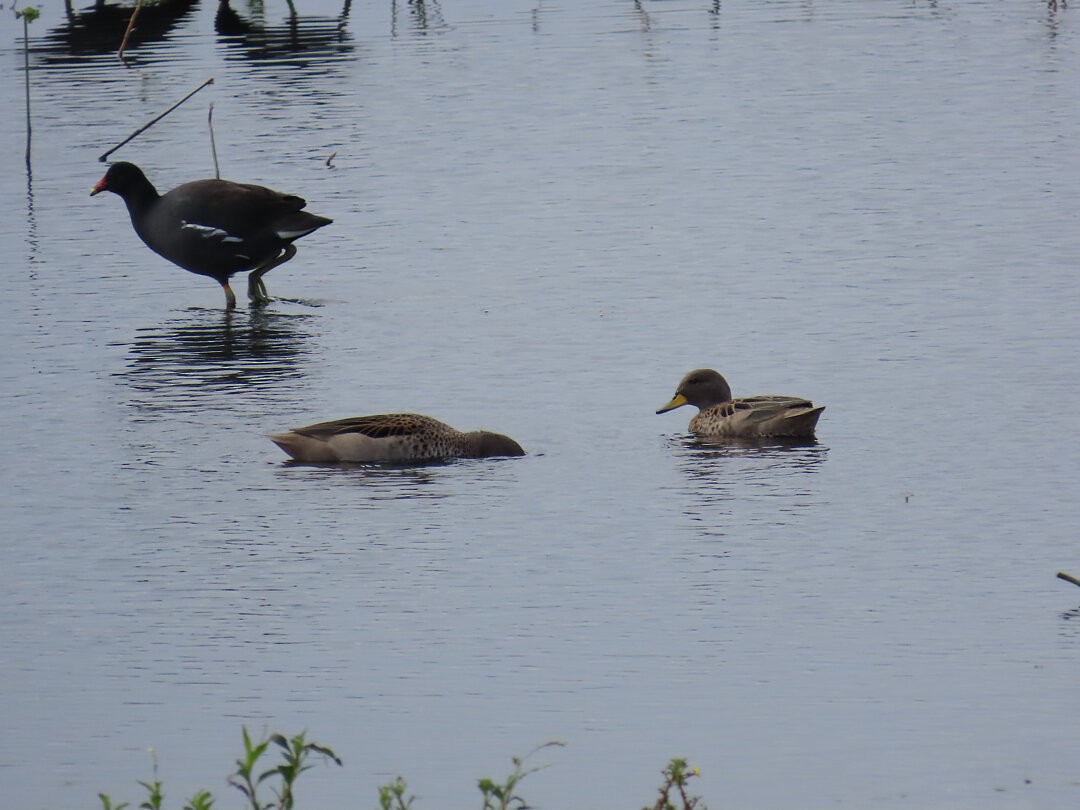 Yellow-billed Teal - ML646517193