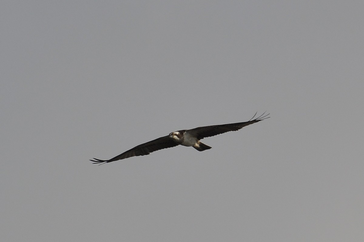 Osprey - ML646517197