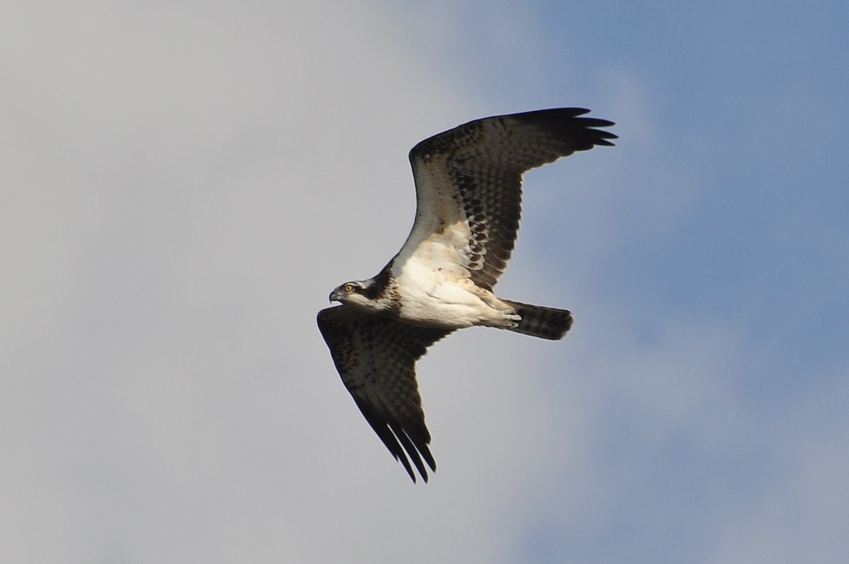 Osprey - ML646517198