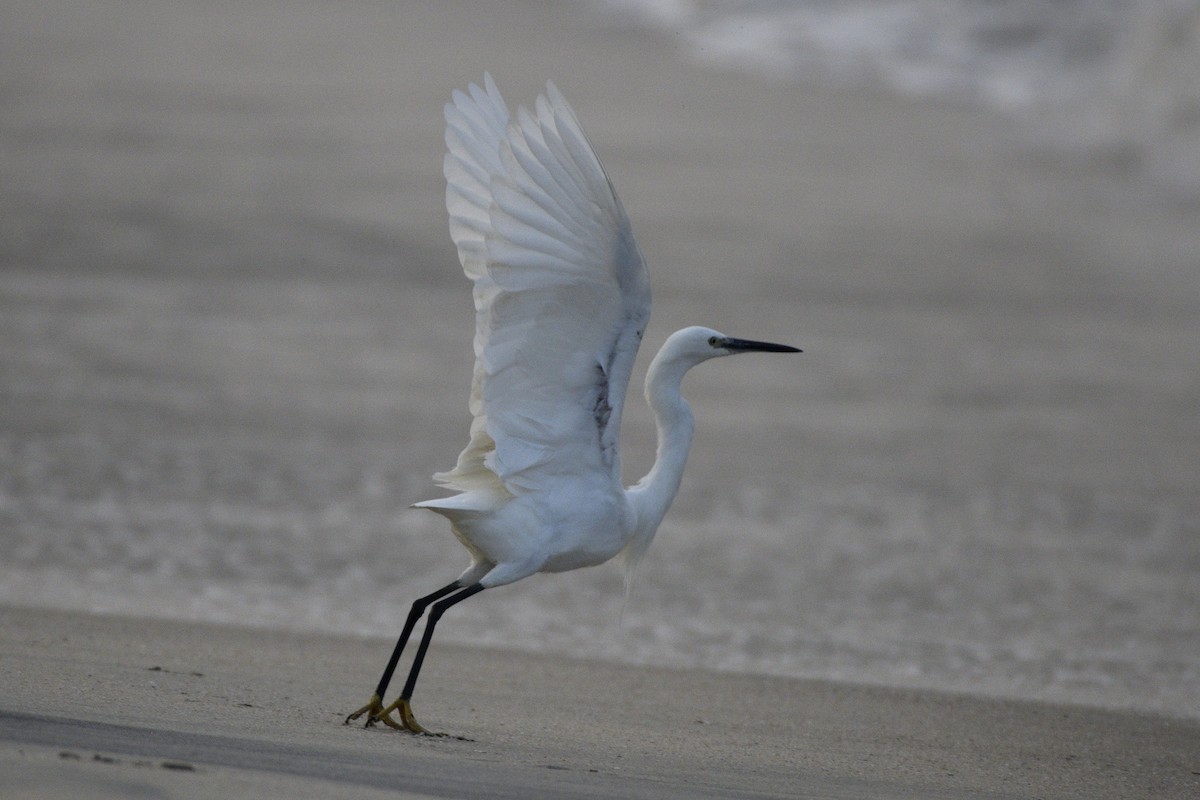 volavka stříbřitá - ML646517199