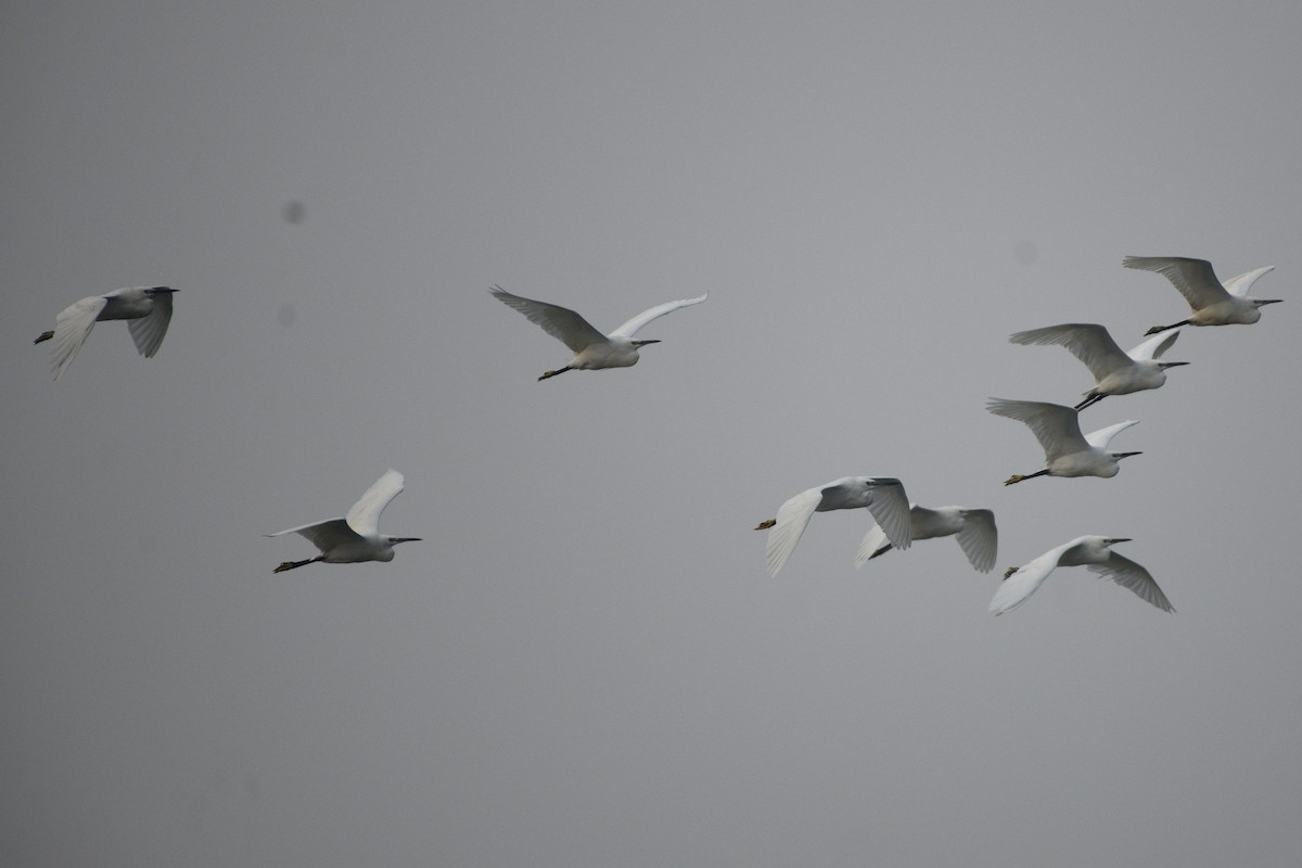 volavka stříbřitá - ML646517200