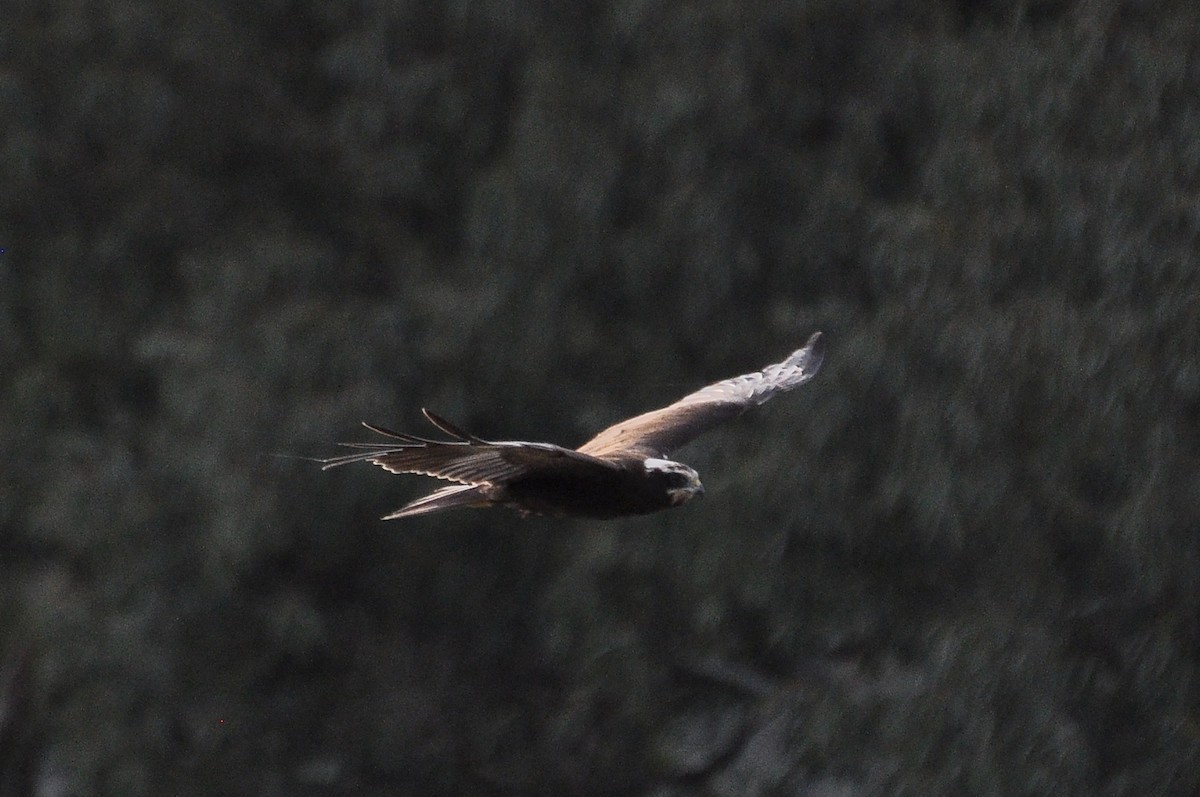 Western Marsh Harrier - ML646517201